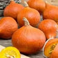Zucca Hokkaido