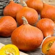 Zucca Hokkaido