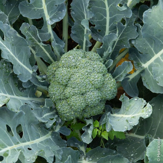 Broccolo Calabrese